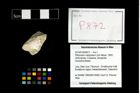 Foto (Objekt + Etikett) von Pithonoton marginatum (von Meyer, 1842)  (NHMW-GEO-2014-0194-0872)